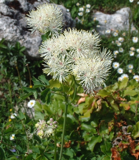Thalictrum aquilegifolium / Pigamo colombino